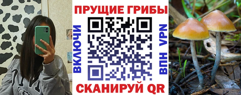 Псилоцибиновые грибы Psilocybe  купить наркотики сайты  Красноперекопск 